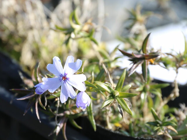 ���Х����� ��������ȥ�֥롼���� 9.0cm�ݥå� ��