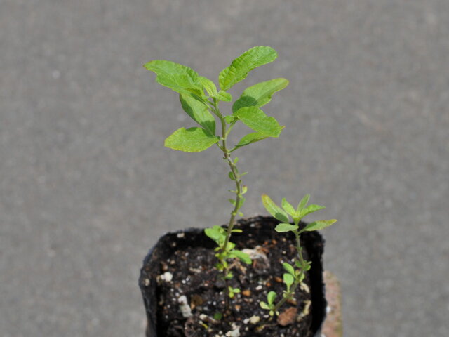 �����꡼������ 9.0cm�ݥå� 50�� ��