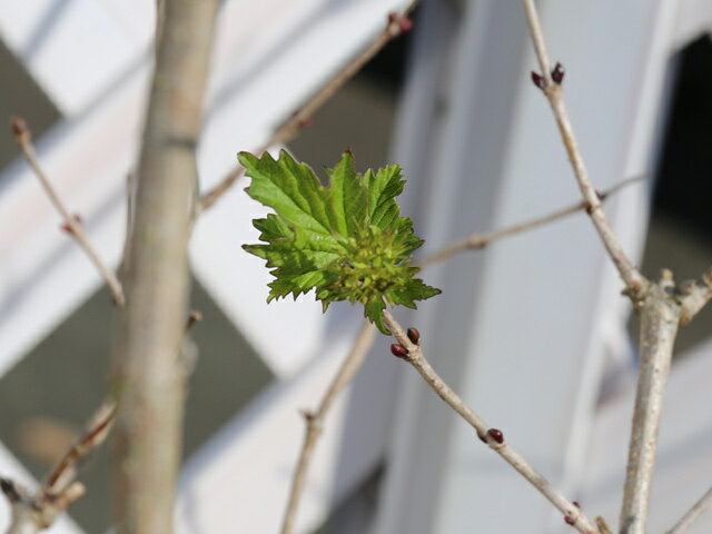 セイヨウテマリカンボク 1m 露地 2本 苗