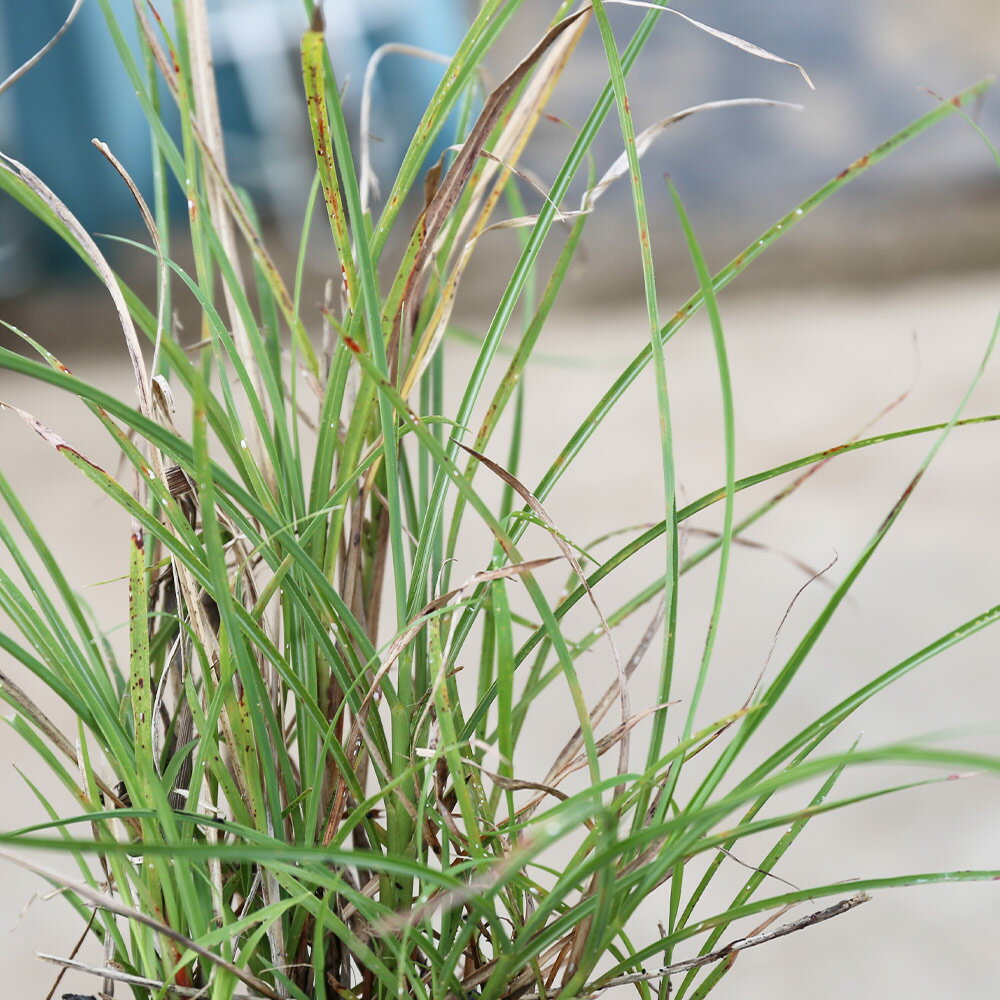 �䥯���ޥ����� 9.0cm�ݥå� ��