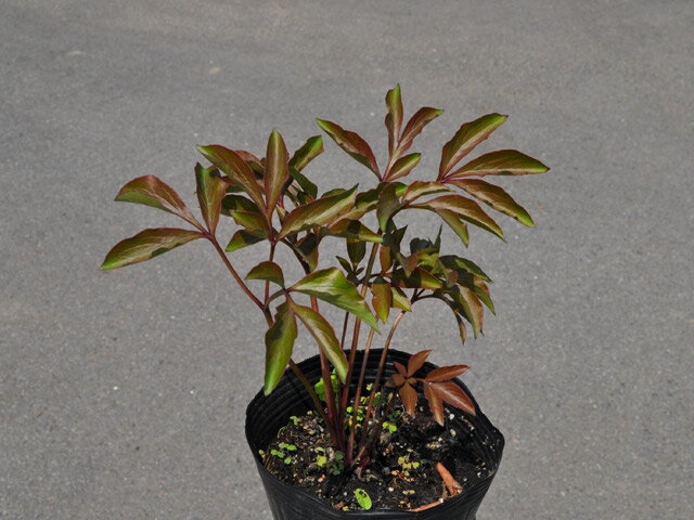 ���㥯�䥯 �� 12cm�ݥå� ��