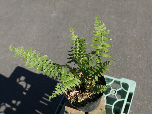 ���奦��󥸥��� 9.0cm�ݥå� ��