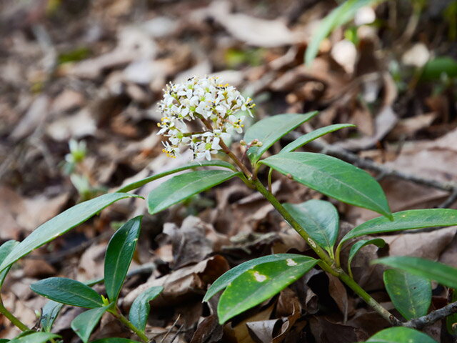 ミヤマシキミ 0.5m 露地 苗の紹介画像2