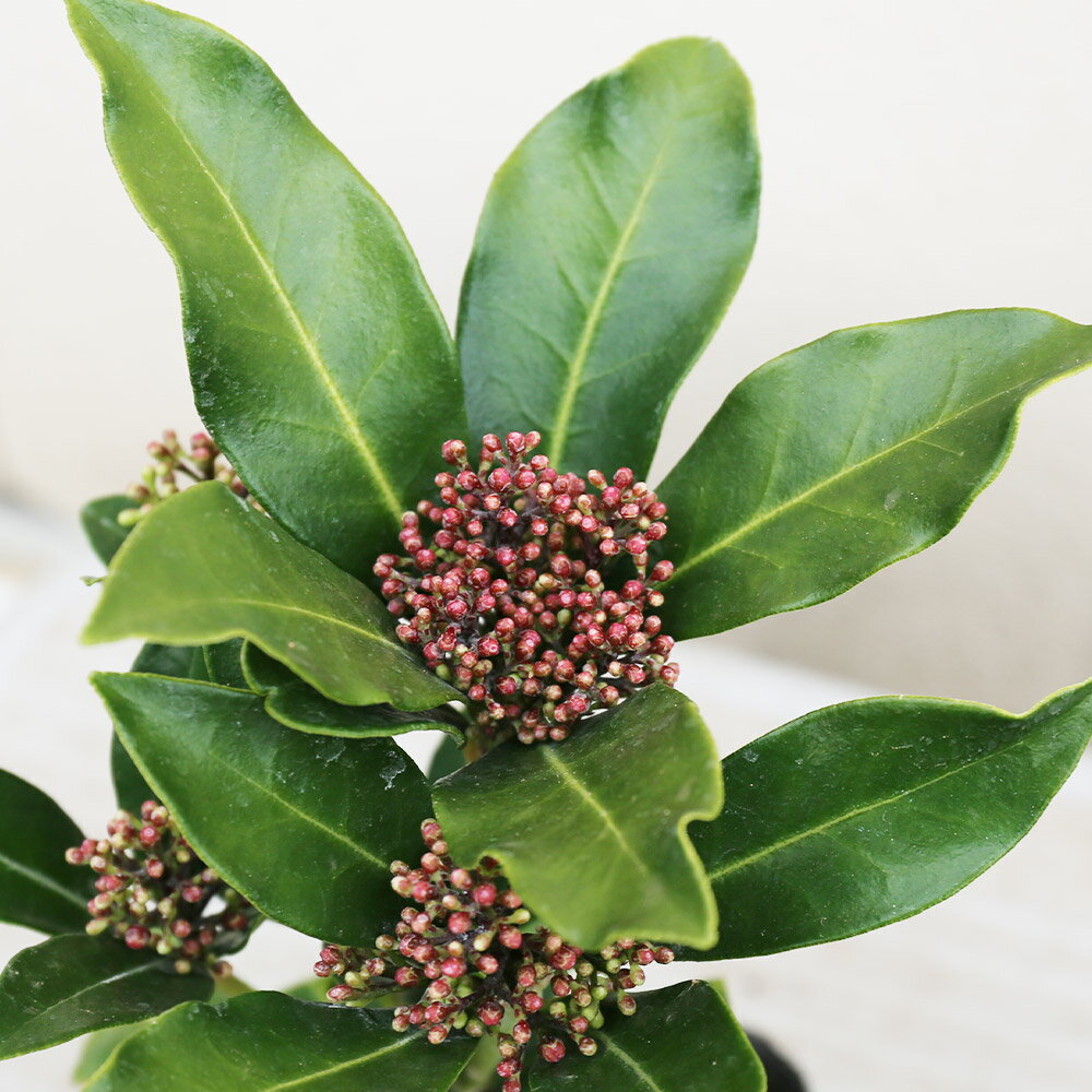 ミヤマシキミ 0.5m 露地 苗の紹介画像3