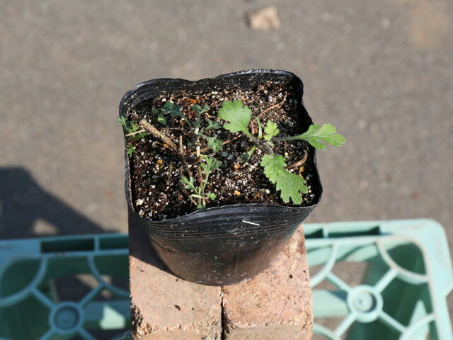 サンインギク 10.5cmポット 苗