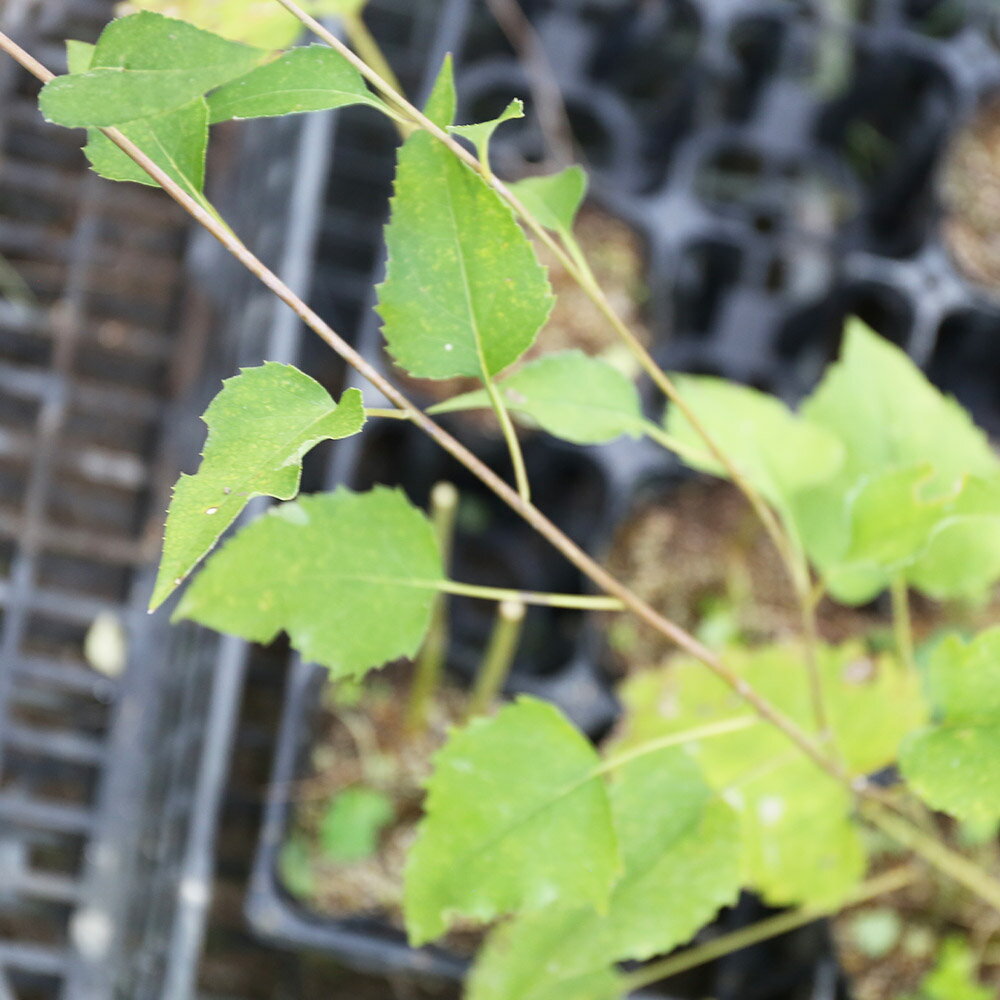 シラヤマギク 10.5cmポット 15本 苗