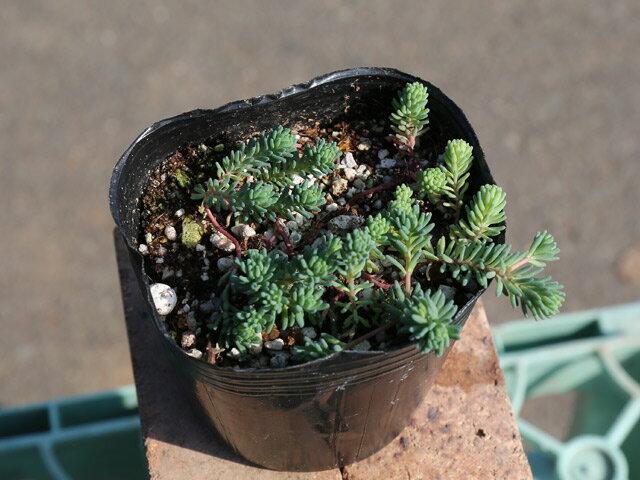 �����業�ޥ�ͥ󥰥� 9.0cm�ݥå� ��