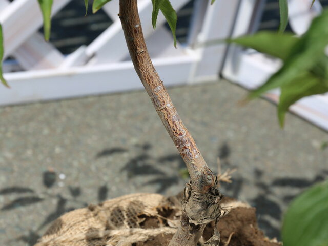 シダレウメ (花梅)赤花 0.6m 露地 2本 苗