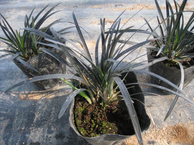 コクリュウ 10.5cmポット 15本 苗