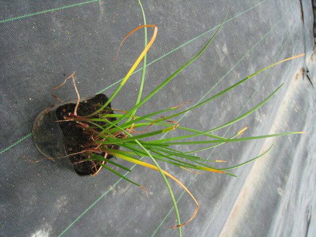 タマスダレ 9.0cmポット 苗