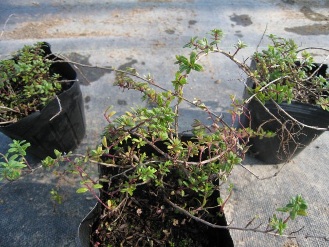 ����󥿥��� 9.0cm�ݥå� 30�� ��