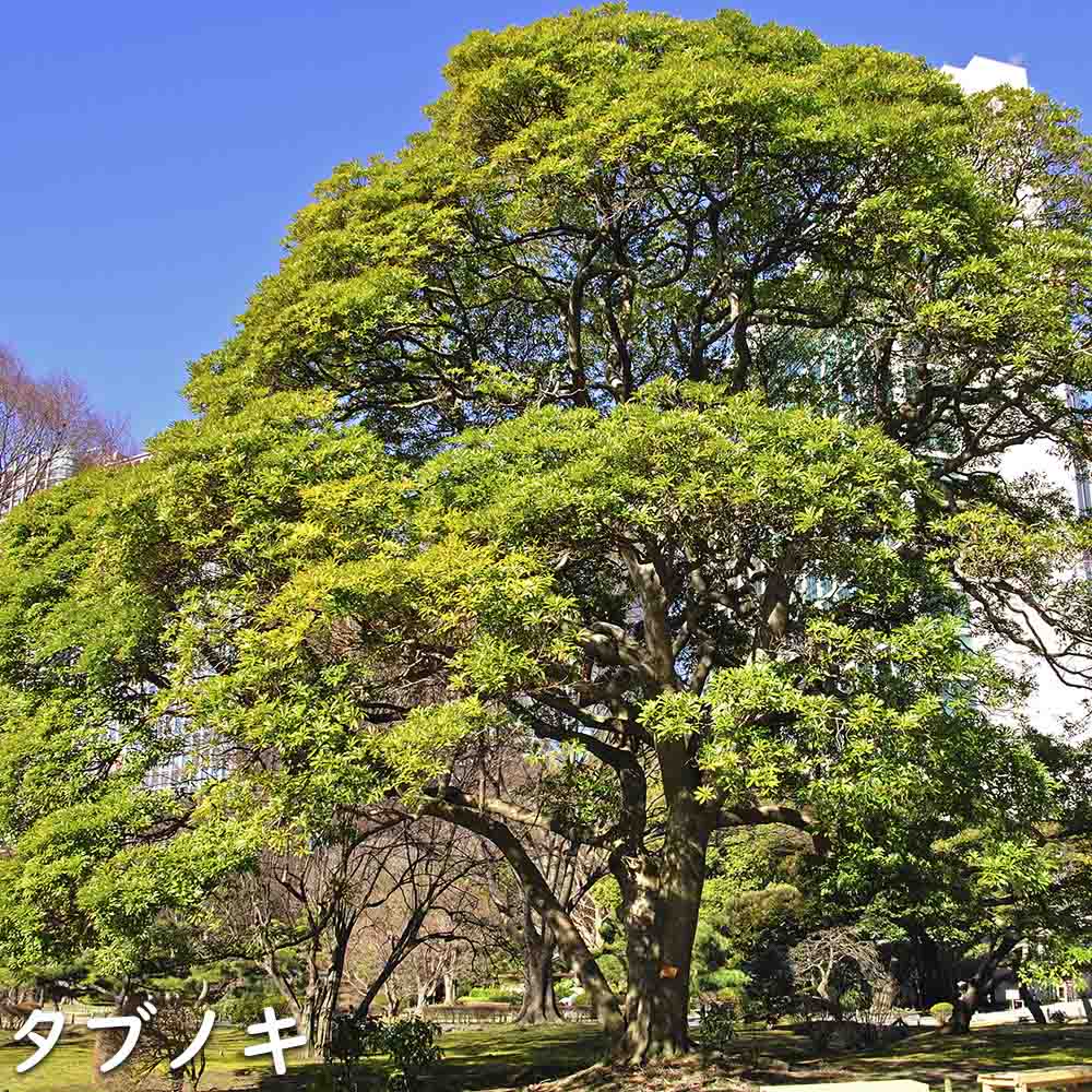 タブノキ 単木 1.2m 露地 苗