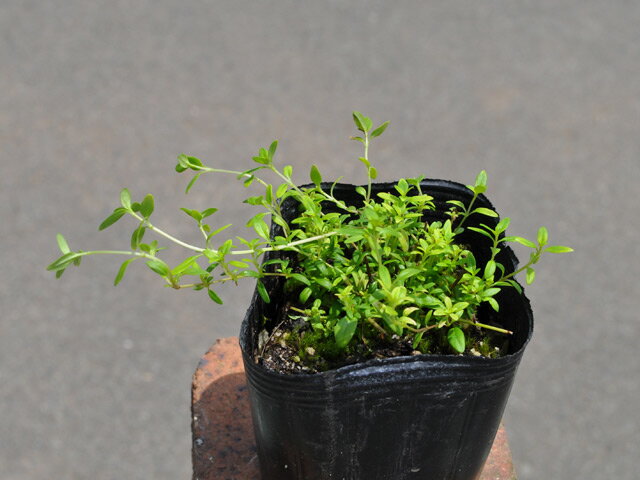 ������ ���󥮥����ꥹ 9.0cm�ݥå� 30�� ��