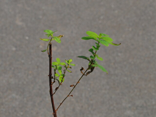 �ȥ⥨���� 10.5cm�ݥå� ��