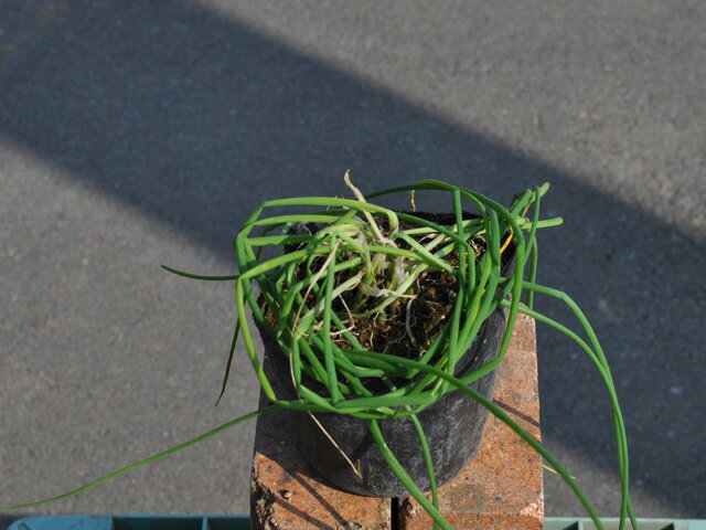 ���㥤�� 9.0cm�ݥå� 30�� ��