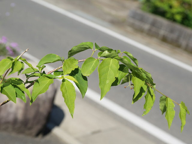 �ĥ�Х� ��Ω�� 2m Ϫ�� ����