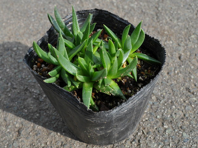 �ǥ����ڥ�� 10.5cm�ݥå� ��