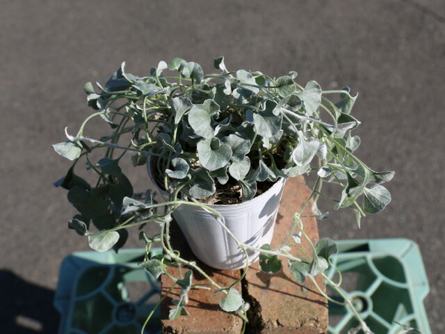 ディコンドラ シルバーフォール 7.5mポット 苗