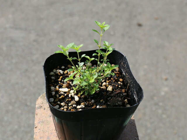 ������ ������ǥ󥿥��� 9.0cm�ݥå� 30�� ��