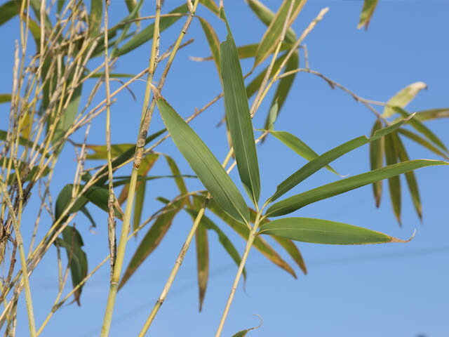 ���� ��å��祦���� 1.5m Ϫ�� ����