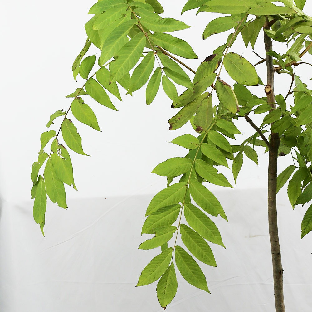 ノグルミ 0.8m 露地 苗