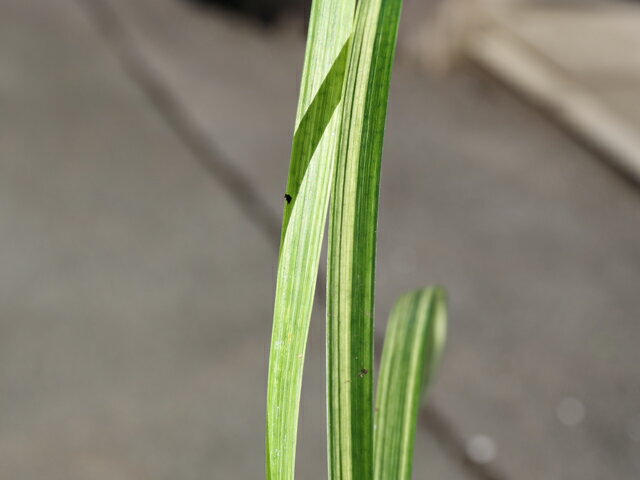 ノシラン 斑入り 10.5cmポット 苗