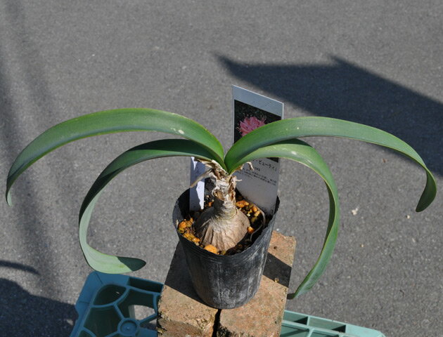 ネリネ 〜cmポット 苗