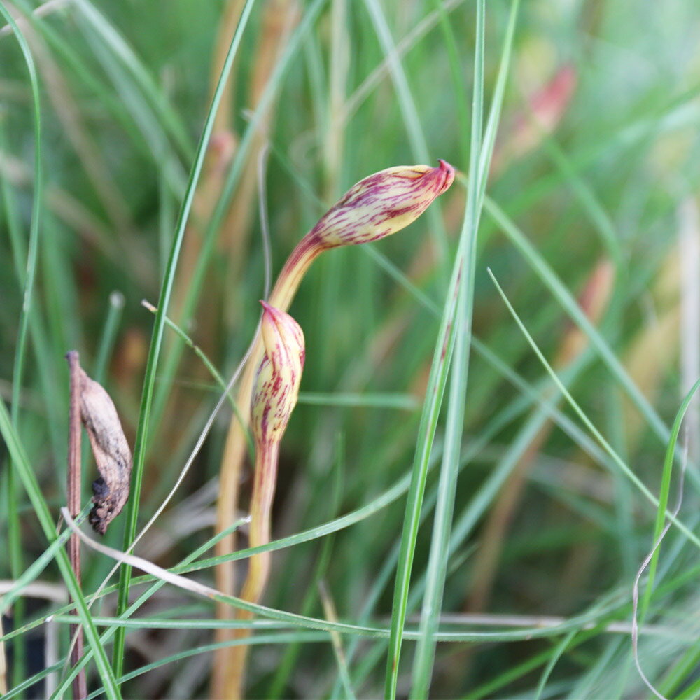 ナンバンギセル 10.5cmポット 15本 苗