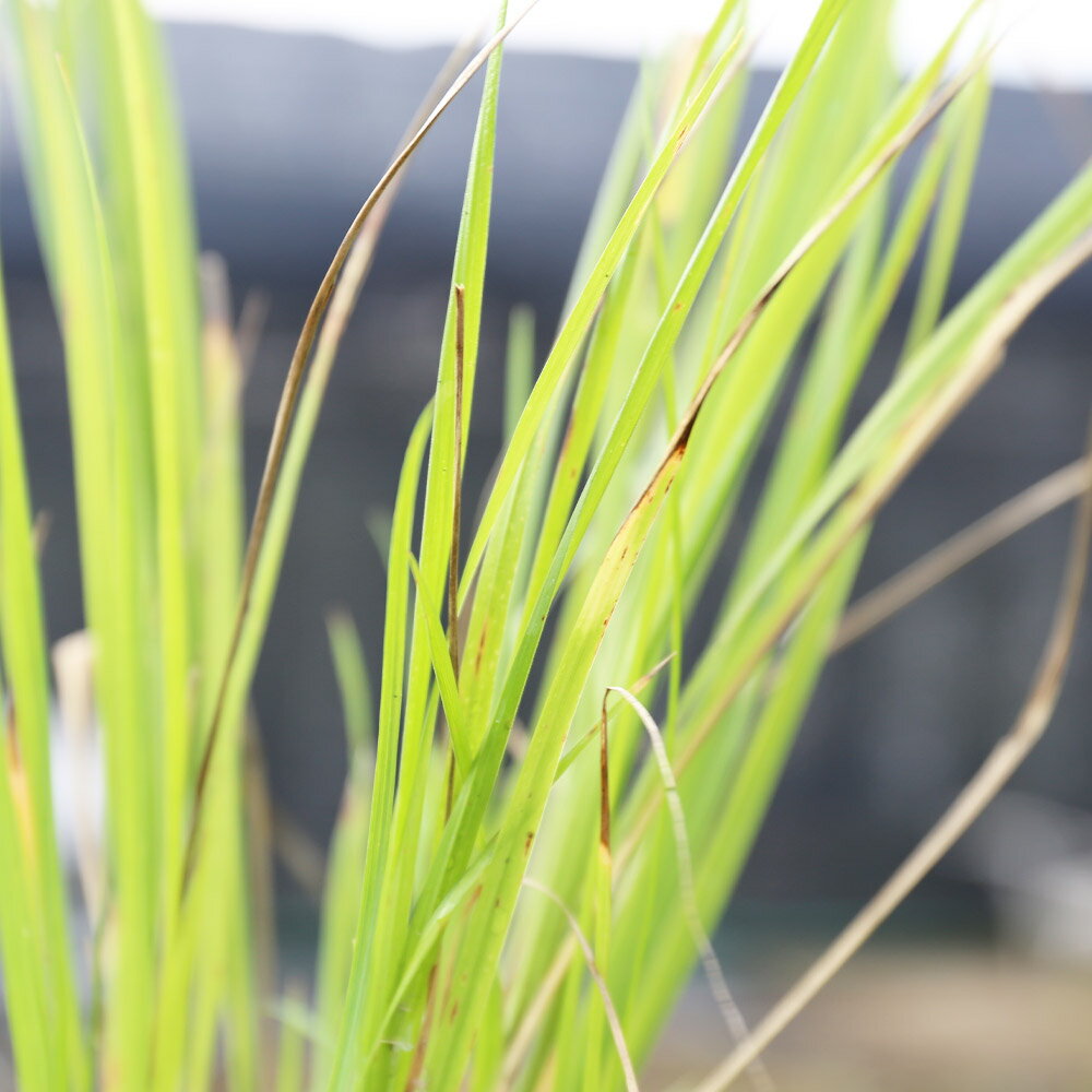 ノガリヤス 10.5cmポット 苗