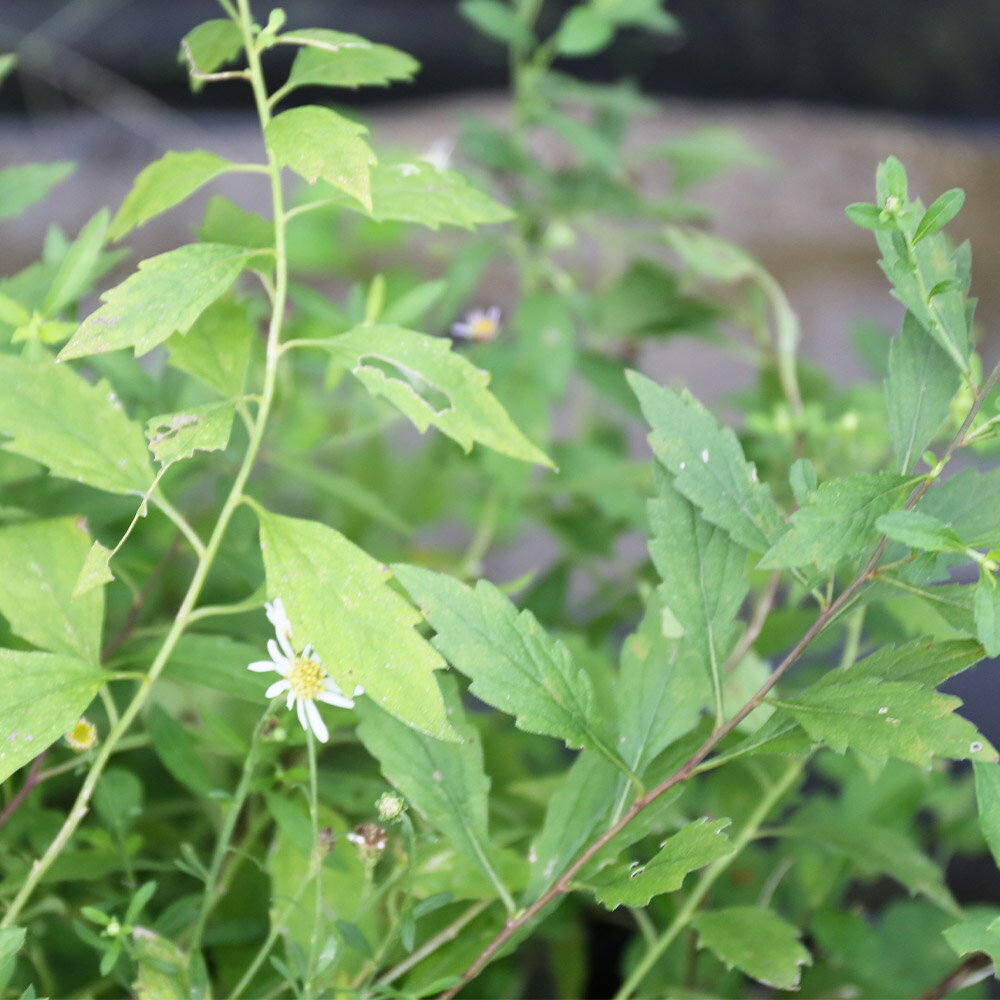 ノコンギク 10.5cmポット 15本 苗