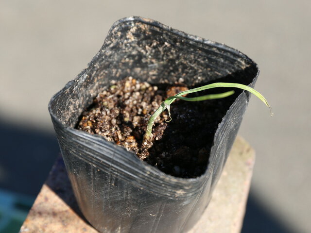 ノビル 9.0cmポット 苗の紹介画像3