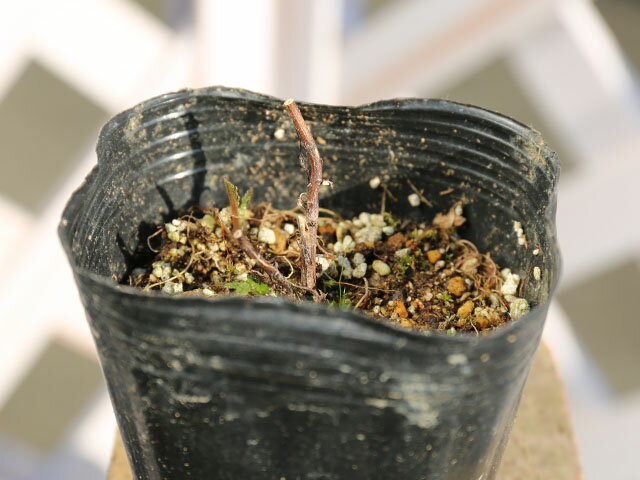 ノコギリソウ 9.0cmポット 20本 苗