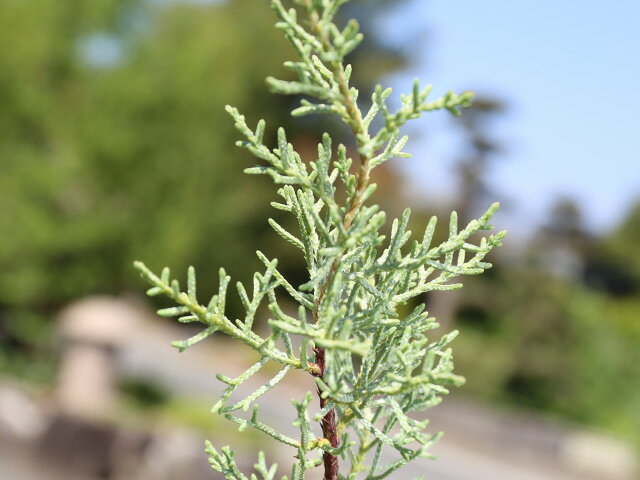 �֥롼������ 0.1m9.0cm�ݥå� 50�� ��