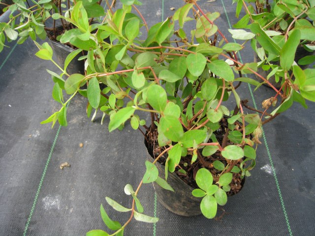 �ҥڥꥫ�� �ҥǥ����� 10.5cm�ݥå� ��