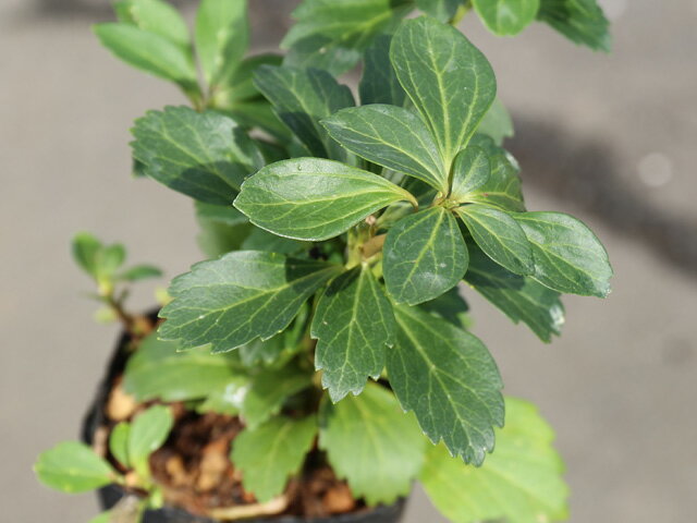 �եå����� 10.5cm�ݥå� ��