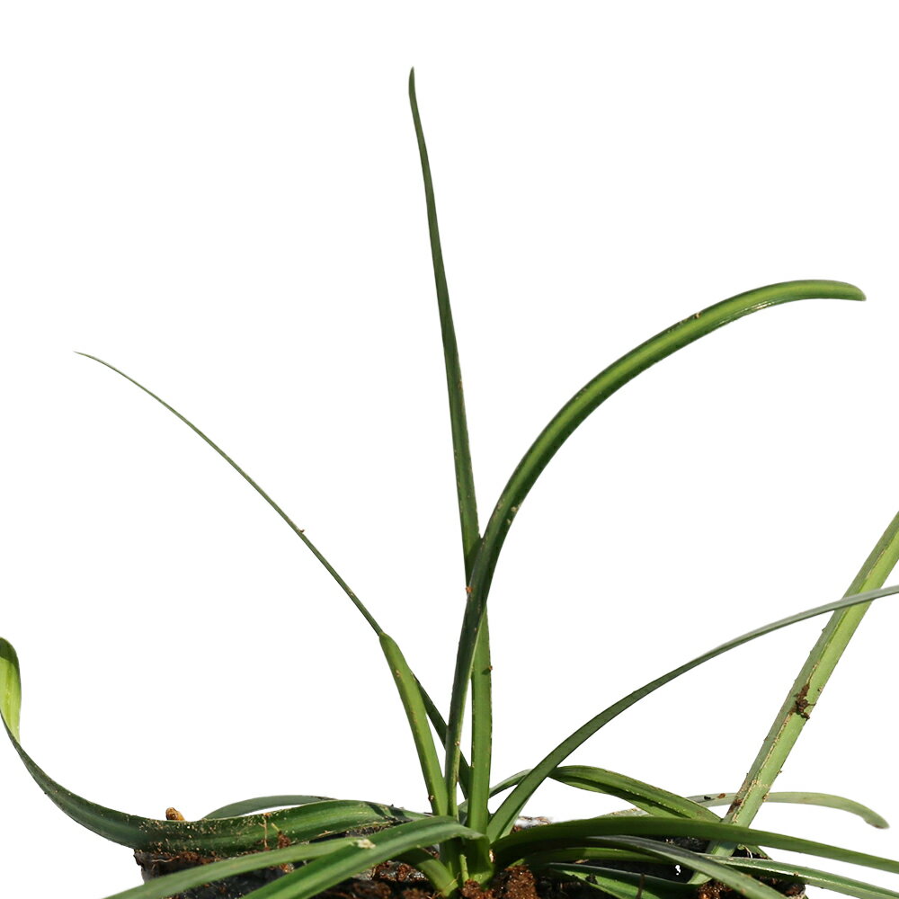 ヒガンバナ 10.5cmポット 60本 苗