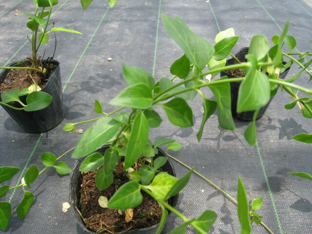 ビンカマジョール 9.0cmポット 苗