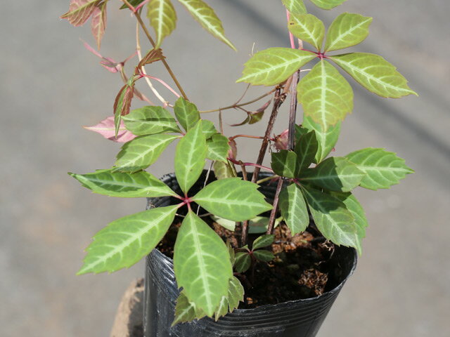 ヘンリーヅタ 2m長尺 15cmポット 2本×2 苗木