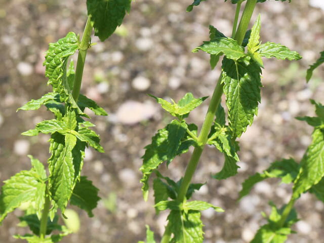 �ڥѡ��ߥ�� 9.0cm�ݥå� ��