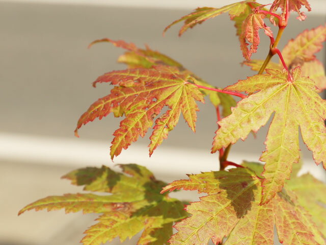 �ϥ����參���� ñ�� 2.5m Ϫ�� ����