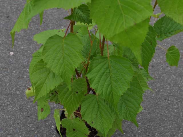 �ե������� 0.5m 10.5cm�ݥå� ��