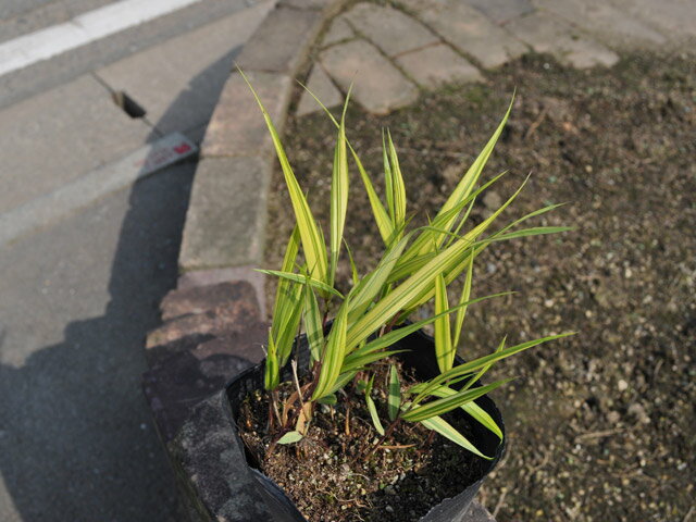 フウチソウ 斑入り 9.0cmポット 10本 苗