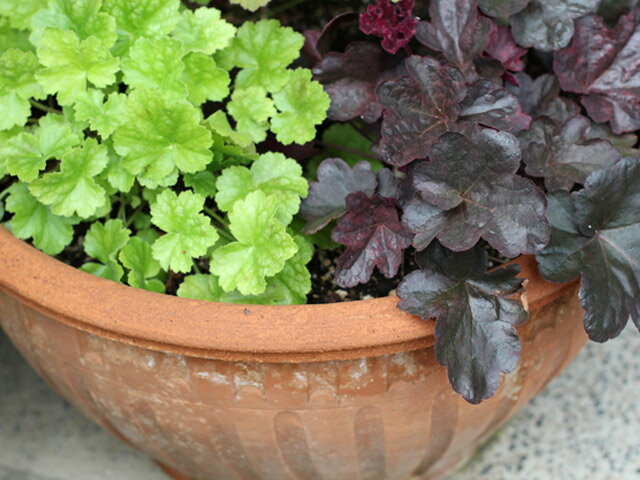 ヒューケラ 青 9.0cmポット 苗