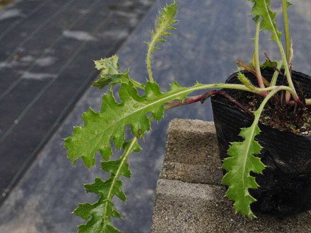 �ϥޥ����� 10.5cm�ݥå� ��