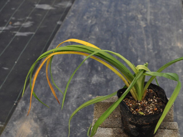 �ϥޥ��󥾥� 10.5cm�ݥå� ��