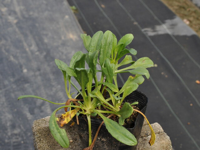 ハマベノギク 10.5cmポット 苗