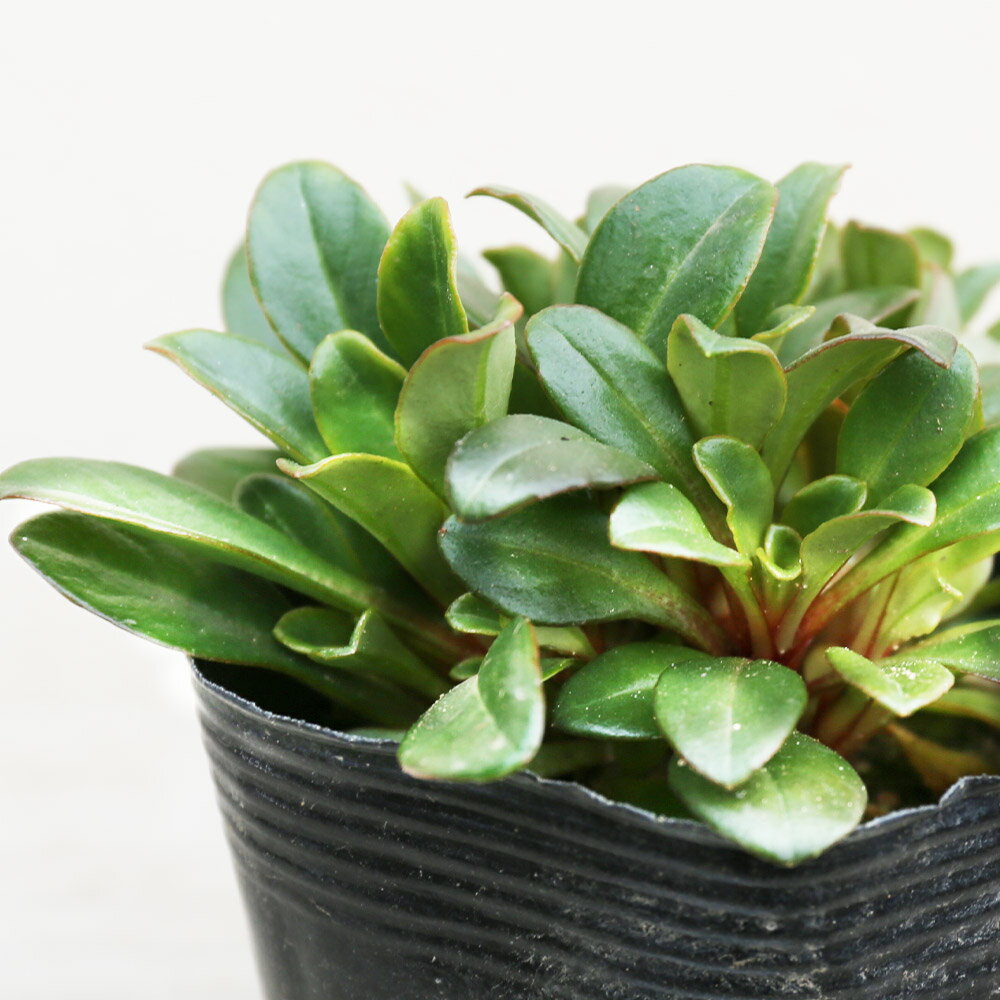 ハマボッス 10.5cmポット 苗