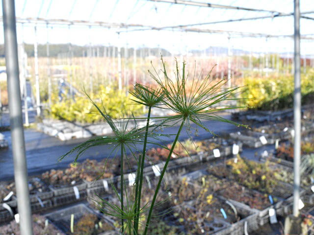 ミニパピルス 10.5cmポット 10本 苗