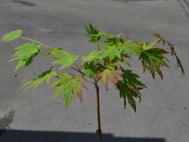 �ҥʥ����參���� 0.3m 10.5cm�ݥå� ��