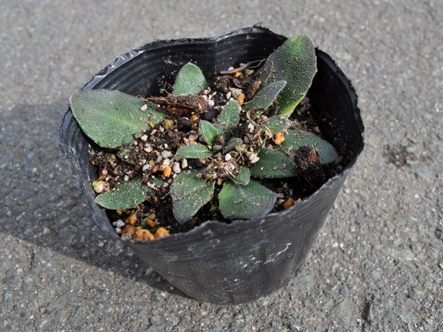 ハマハタザオ 10.5cmポット 苗